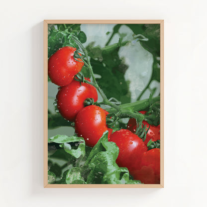 Printable wall art of vibrant red tomatoes on the vine with water droplets, set against lush green foliage, ideal for kitchen decor or farmhouse-themed interiors